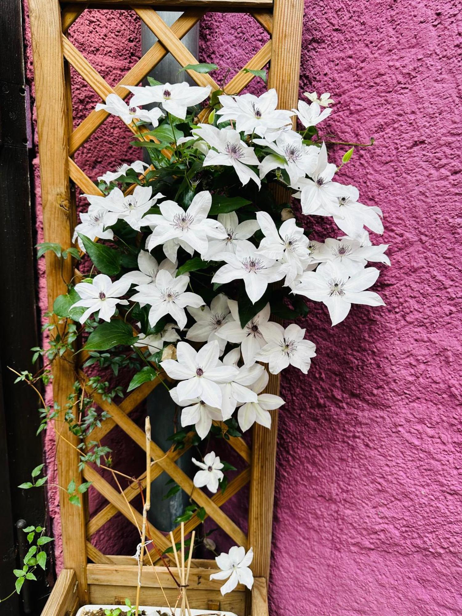 Auberge Le Meisenberg Châtenois Zewnętrze zdjęcie