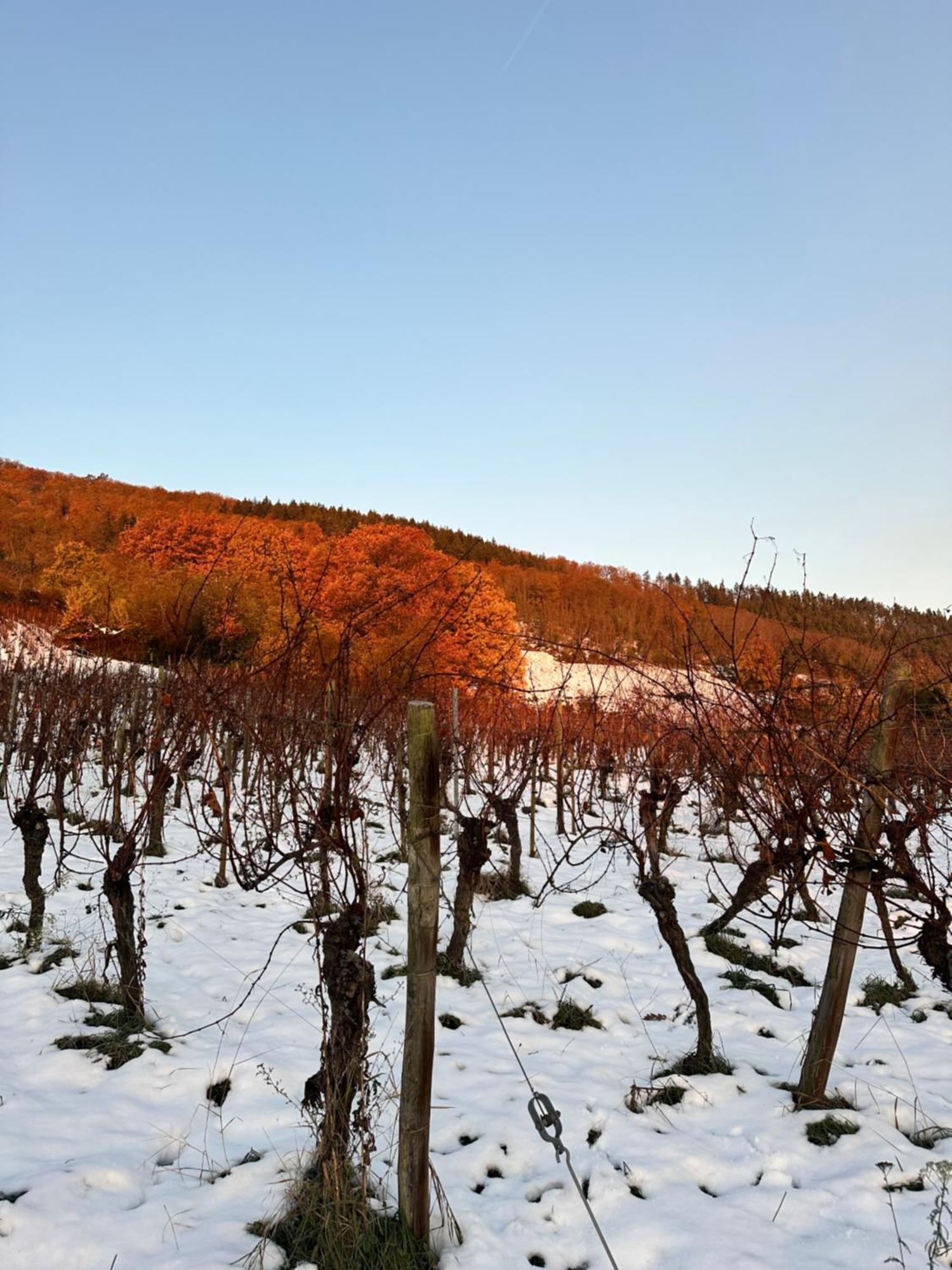 Auberge Le Meisenberg Châtenois Zewnętrze zdjęcie
